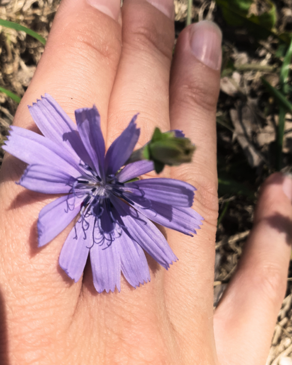 Fleur de chicorée entre les doigts